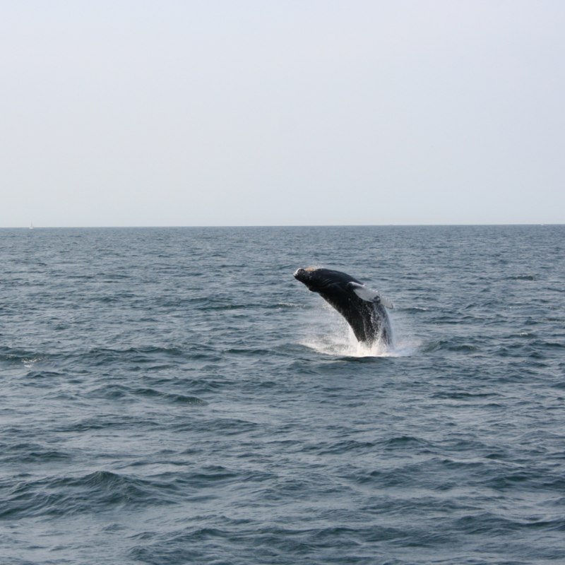 a whale jumping out of a body of water