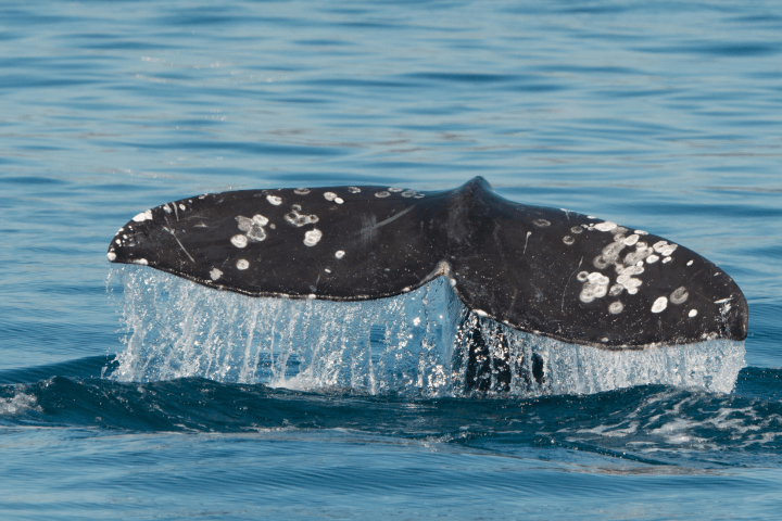 a whale jumping out of the water