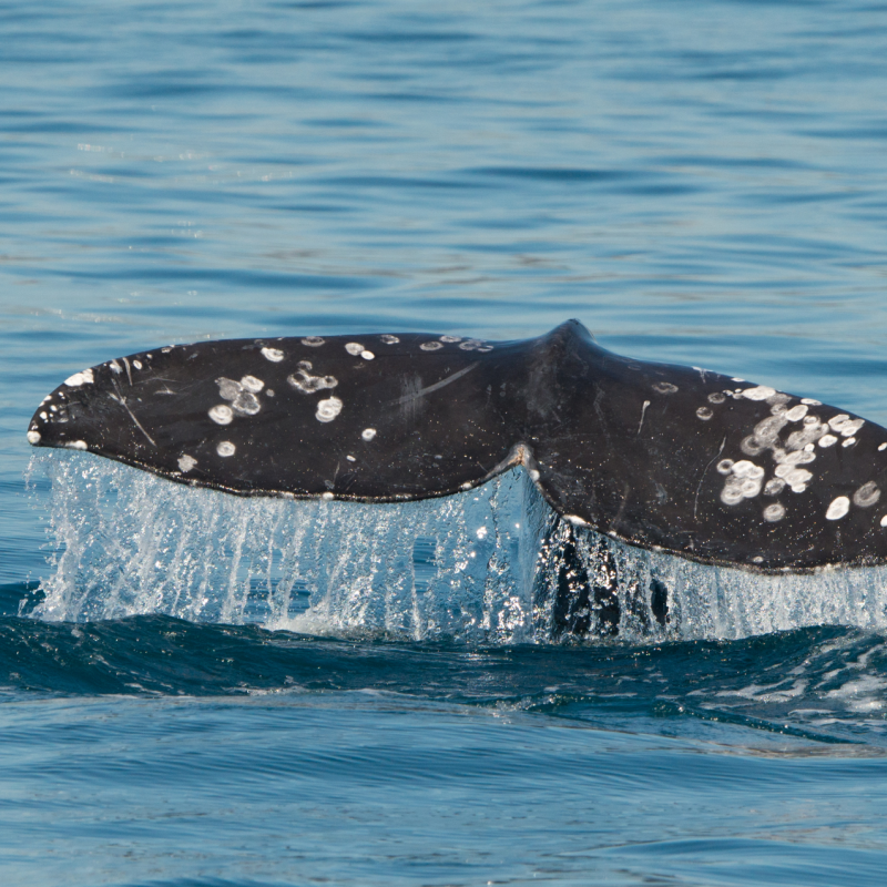 a whale jumping out of the water