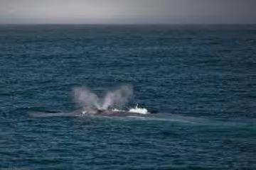 a large body of water